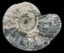 Wide Kosmoceras Ammonite - England #60297-1